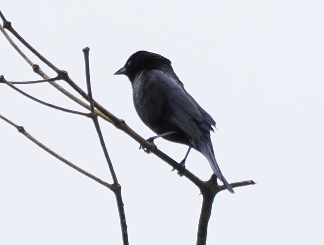 Shiny Cowbird - ML641548616