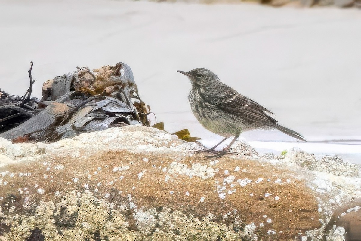 Rock Pipit - ML641548651