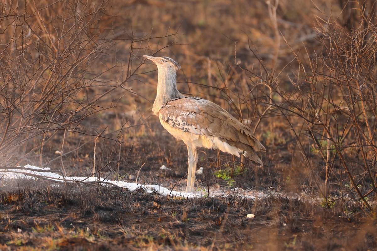 Kori Bustard - ML641548711