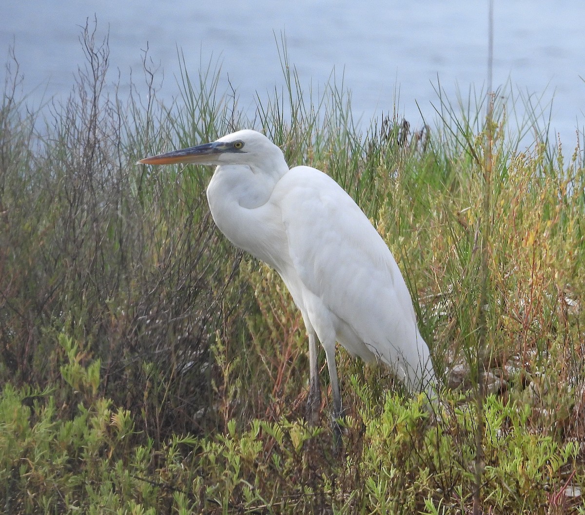 Great Blue Heron (Great White) - ML641548728