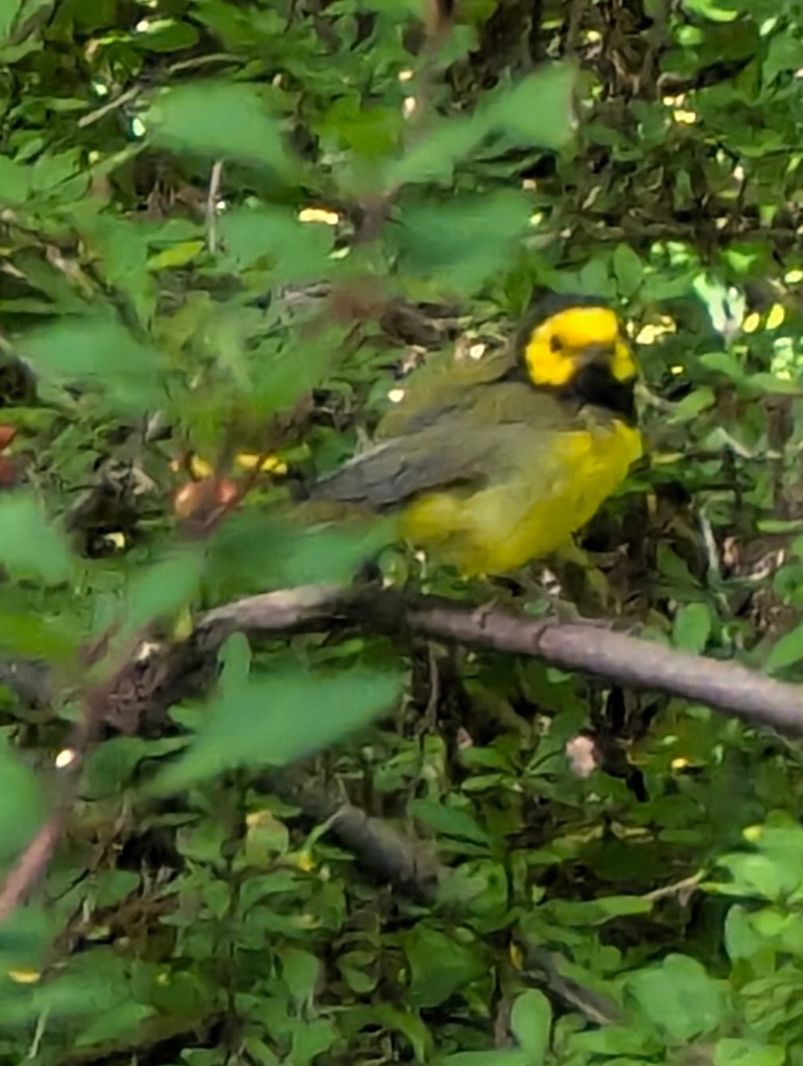 Hooded Warbler - ML641548756