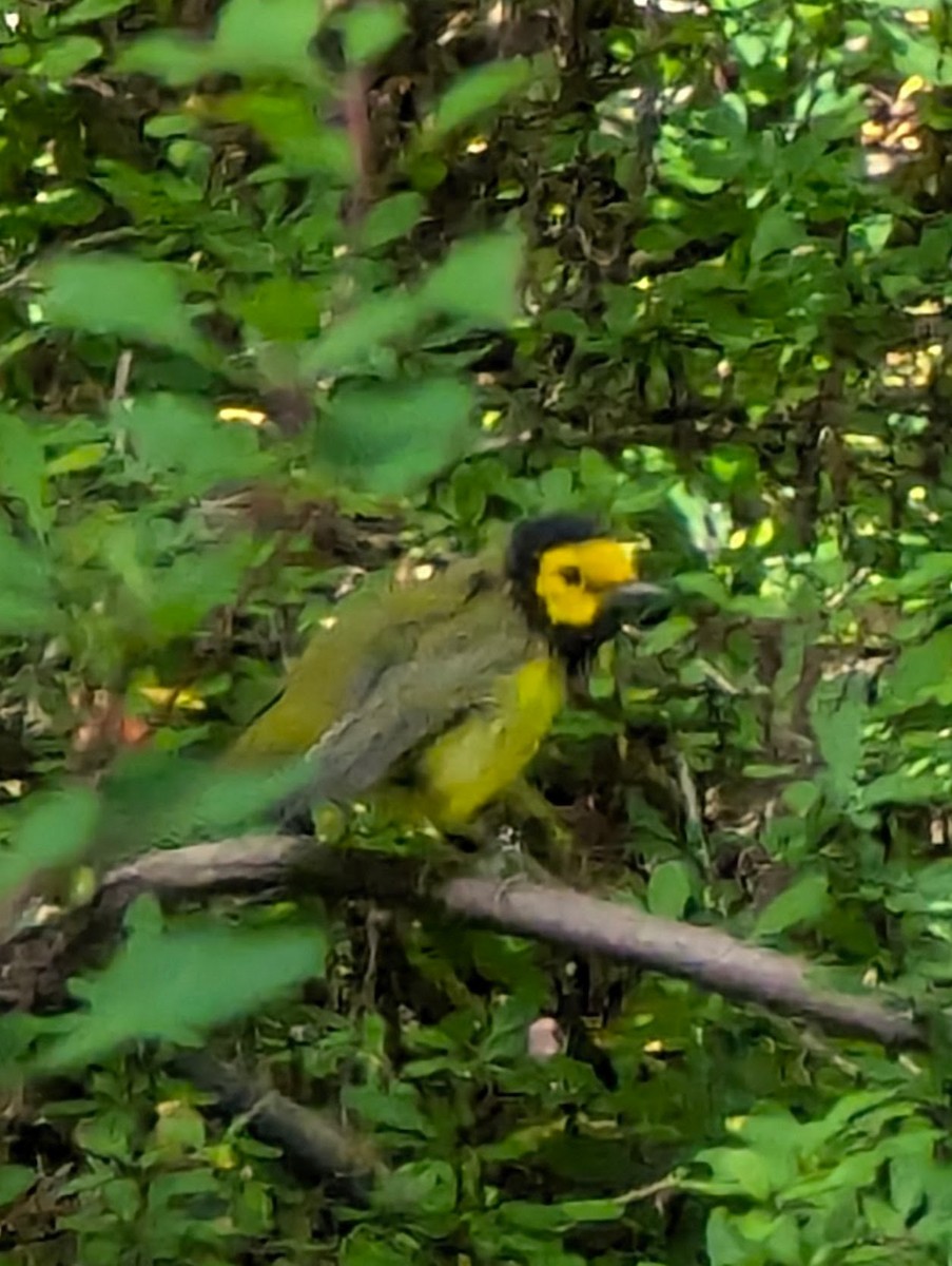 Hooded Warbler - ML641548759