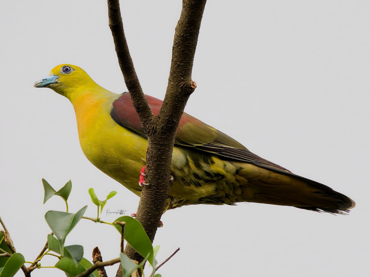 Wedge-tailed Green-Pigeon - ML641548787