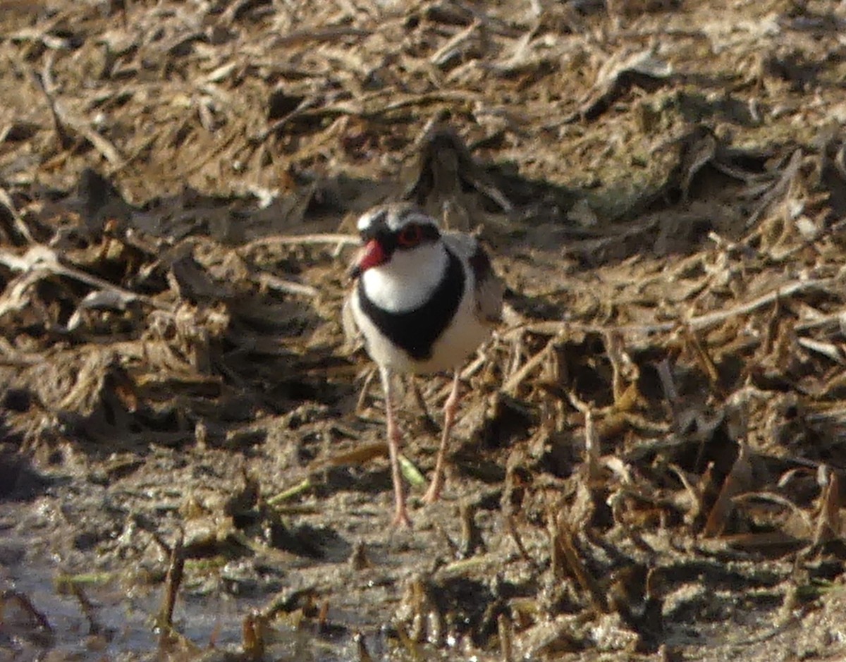 Black-fronted Dotterel - ML641548795
