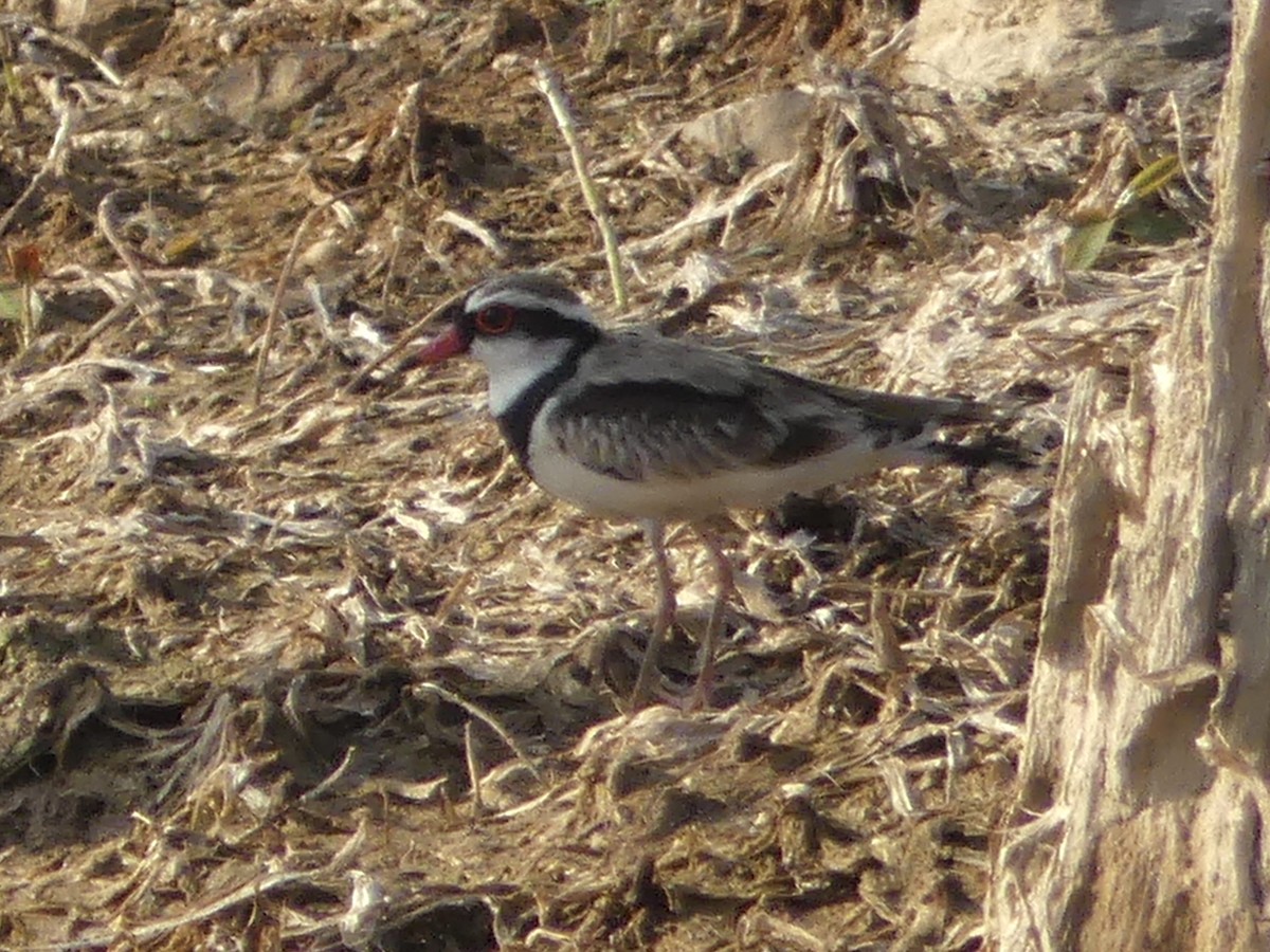 Black-fronted Dotterel - ML641548796