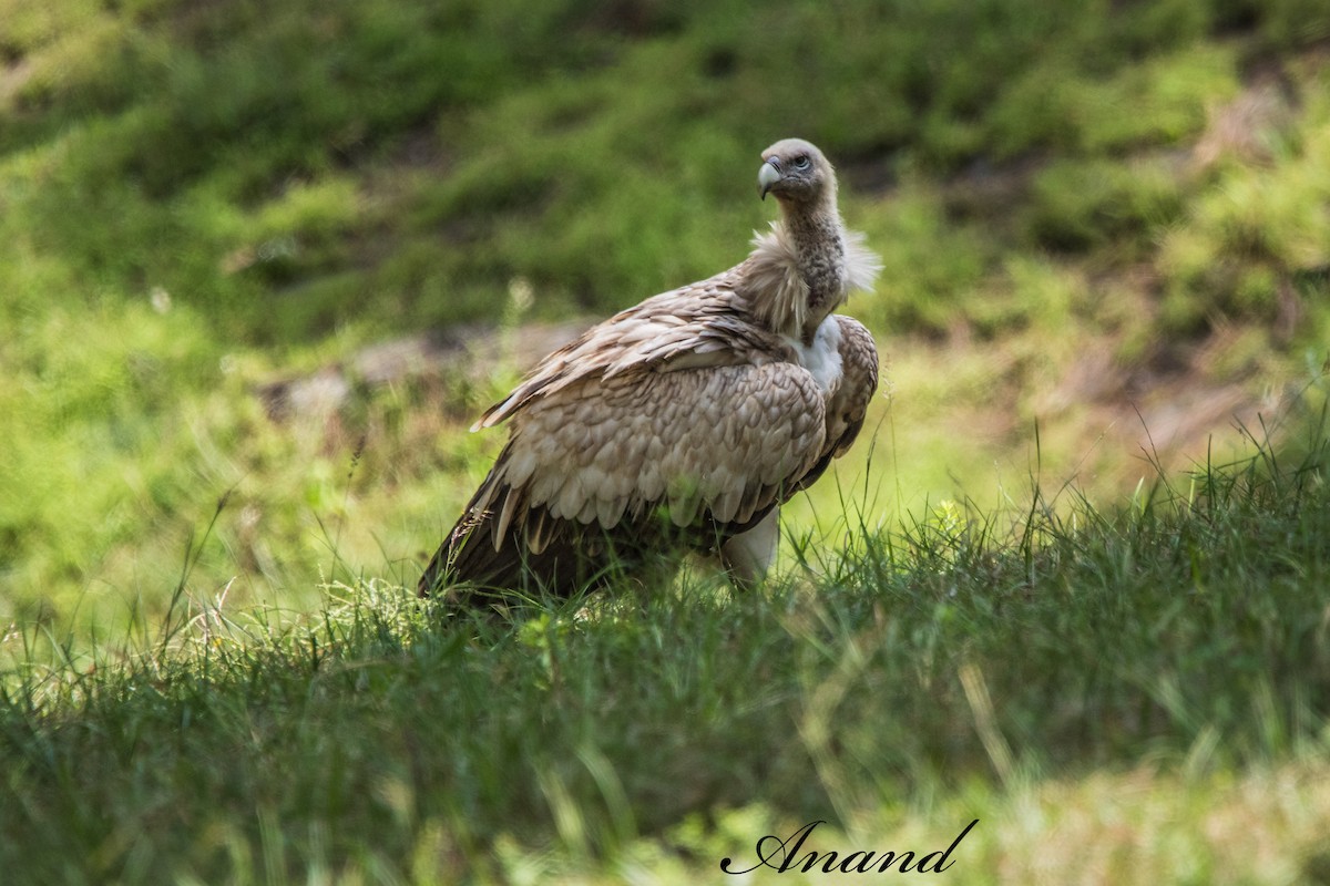 sup himálajský - ML641548801
