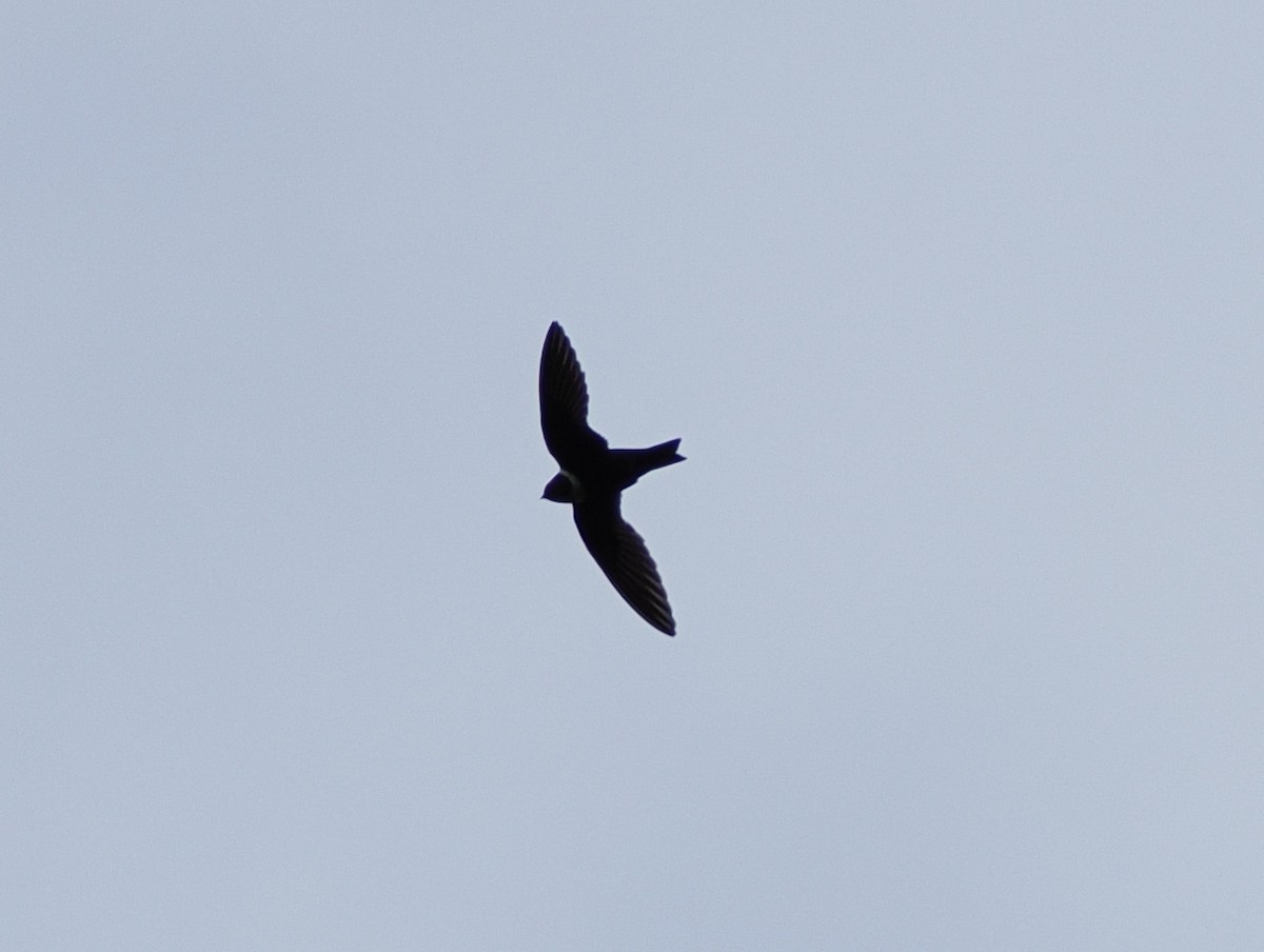 White-collared Swift - ML641548854
