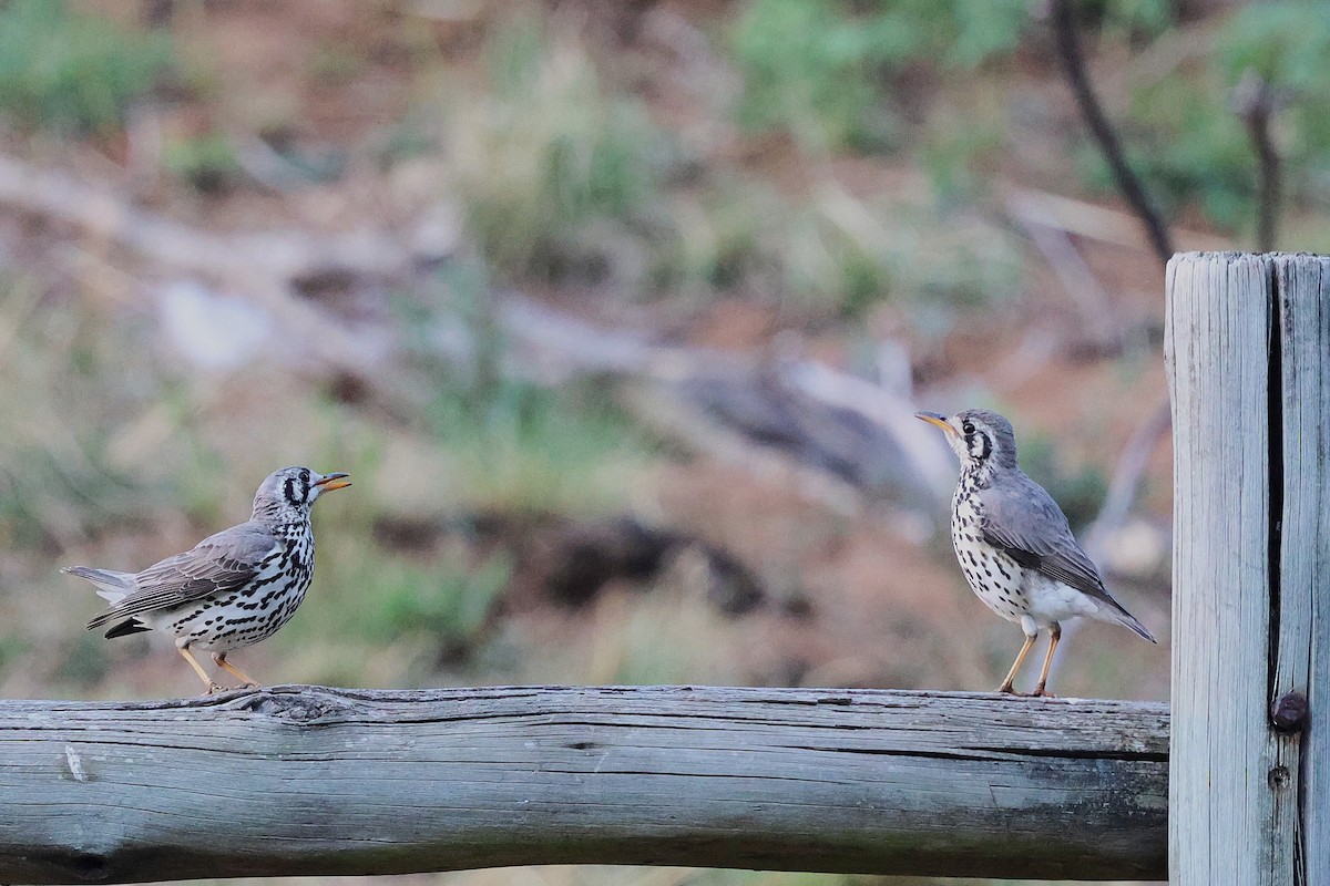 Groundscraper Thrush - ML641548860