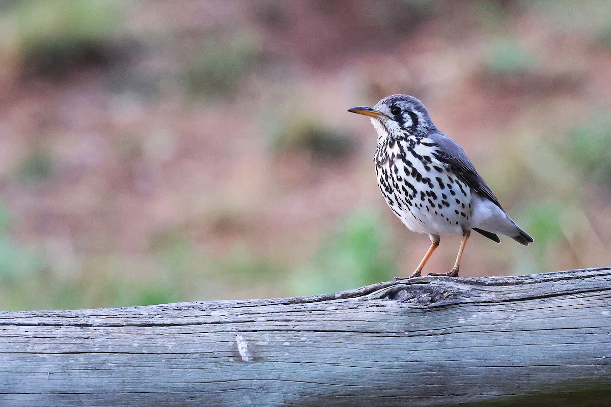 Groundscraper Thrush - ML641548861