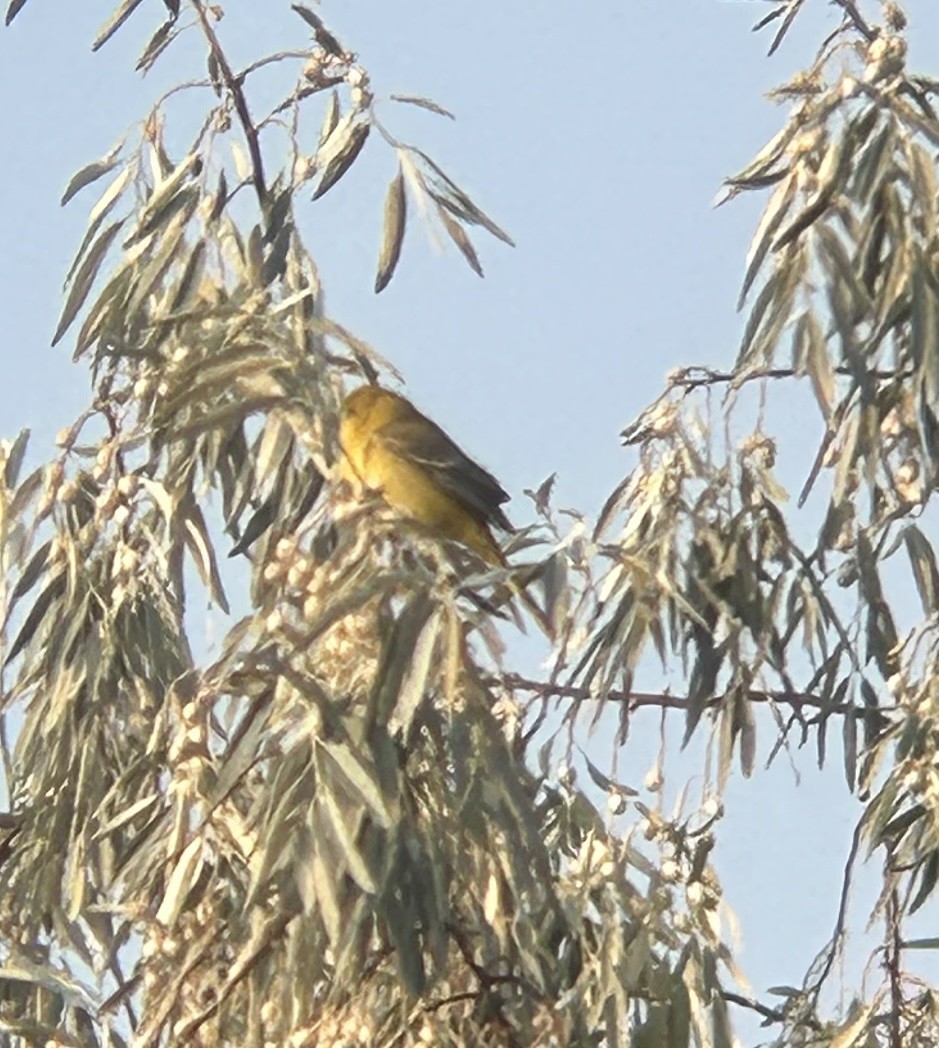 Orchard Oriole - ML641548888