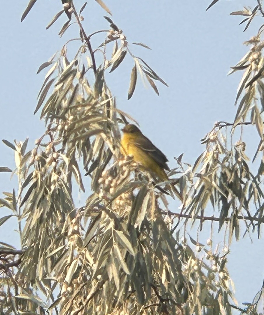 Orchard Oriole - ML641548889