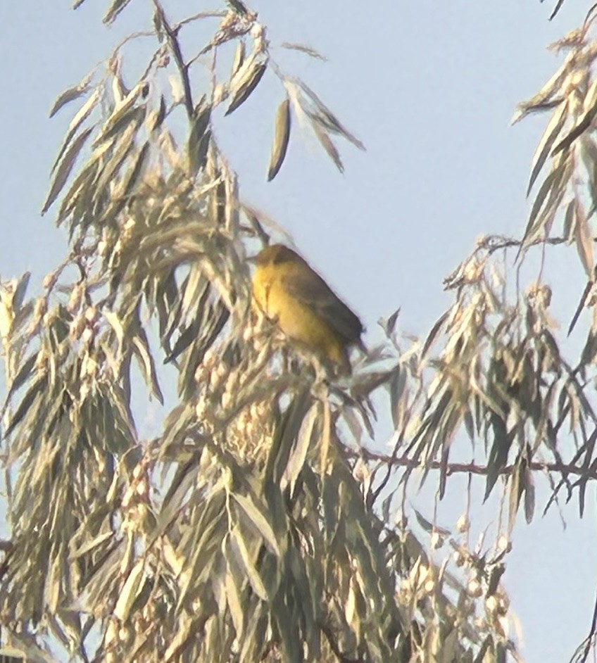 Orchard Oriole - ML641548890