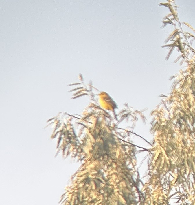 Orchard Oriole - ML641548891