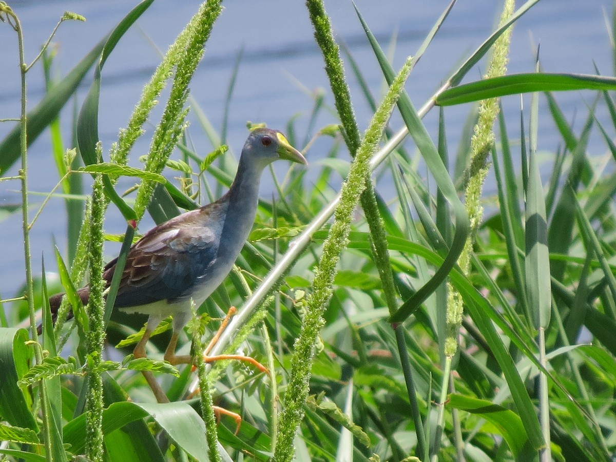 Azure Gallinule - ML641548895