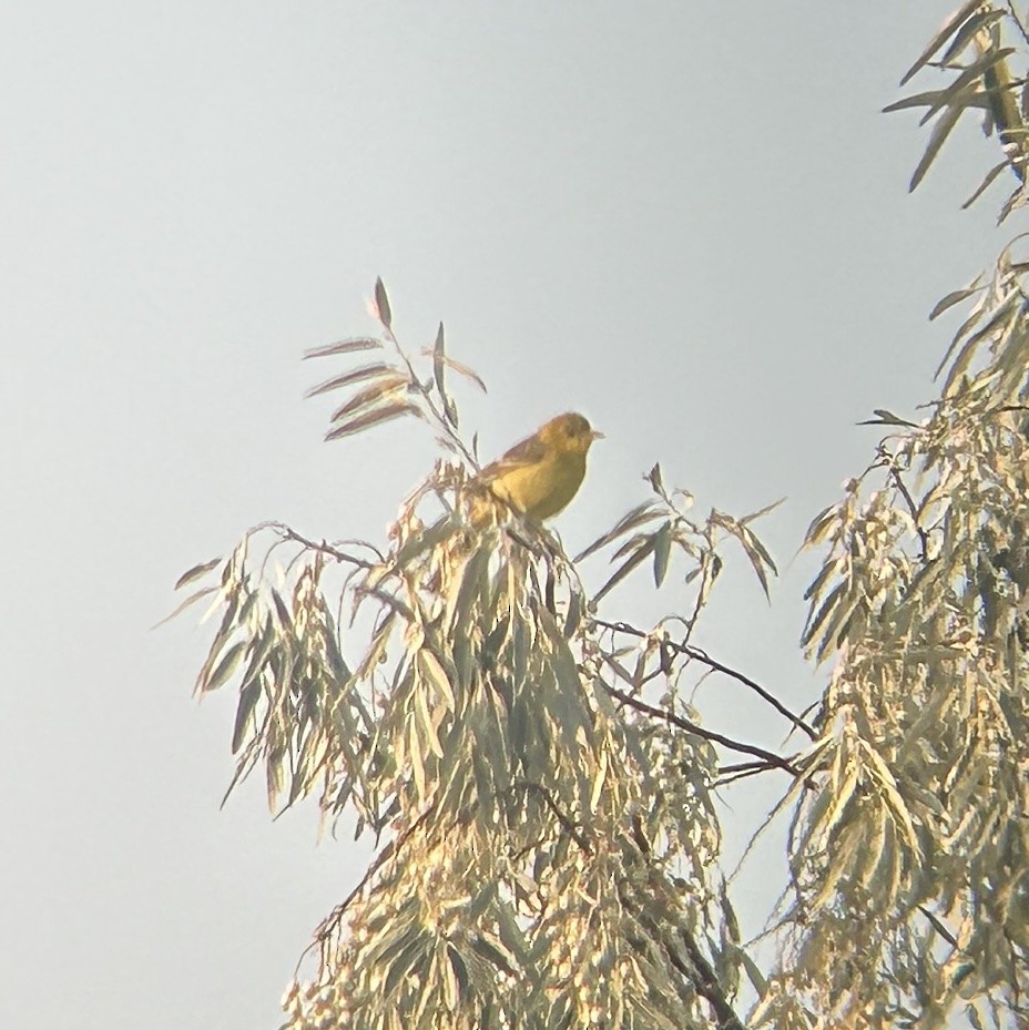 Orchard Oriole - ML641548912