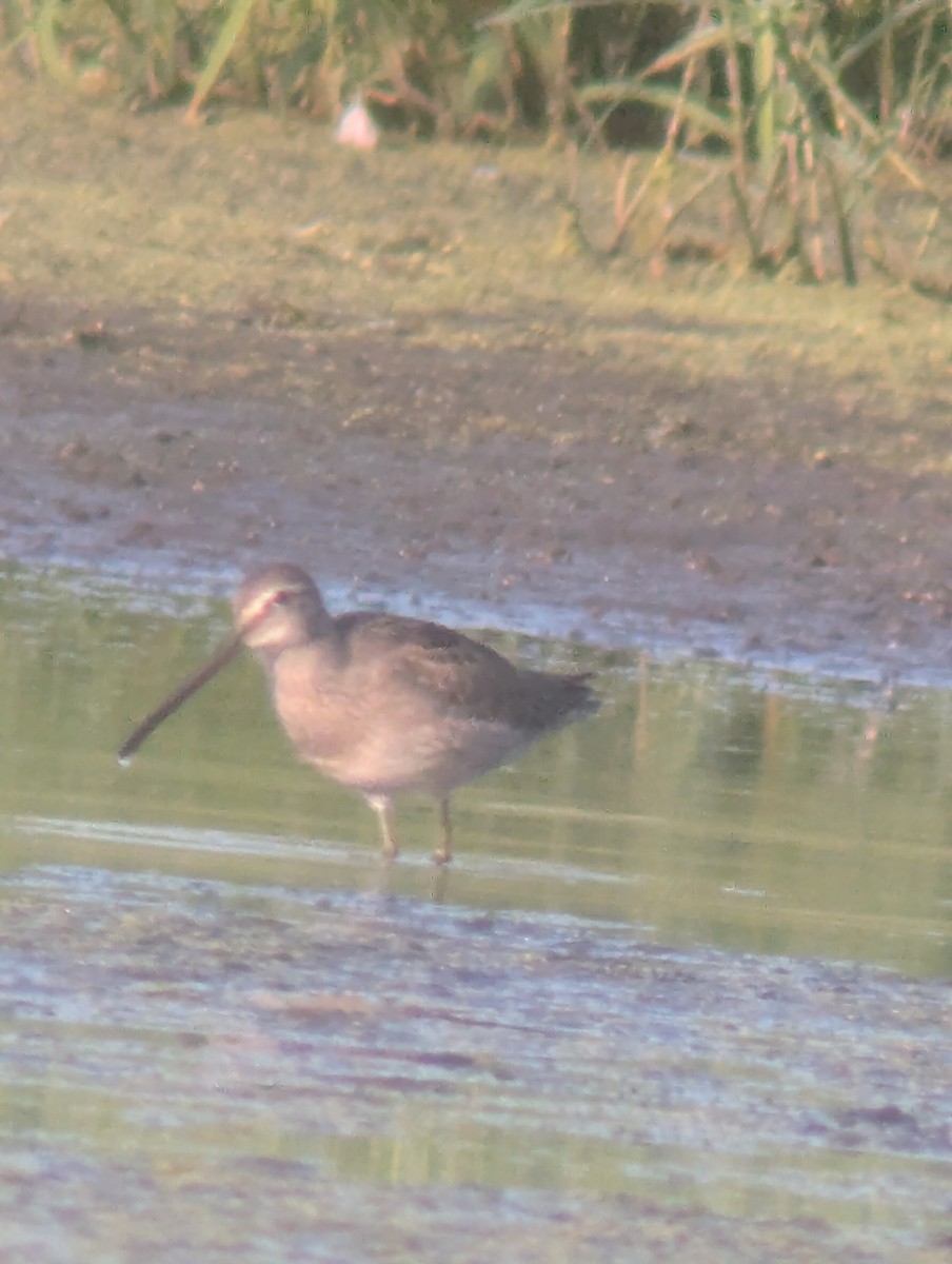 Long-billed Dowitcher - ML641548983