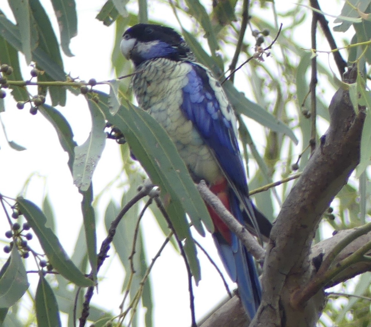 Northern Rosella - ML641548987