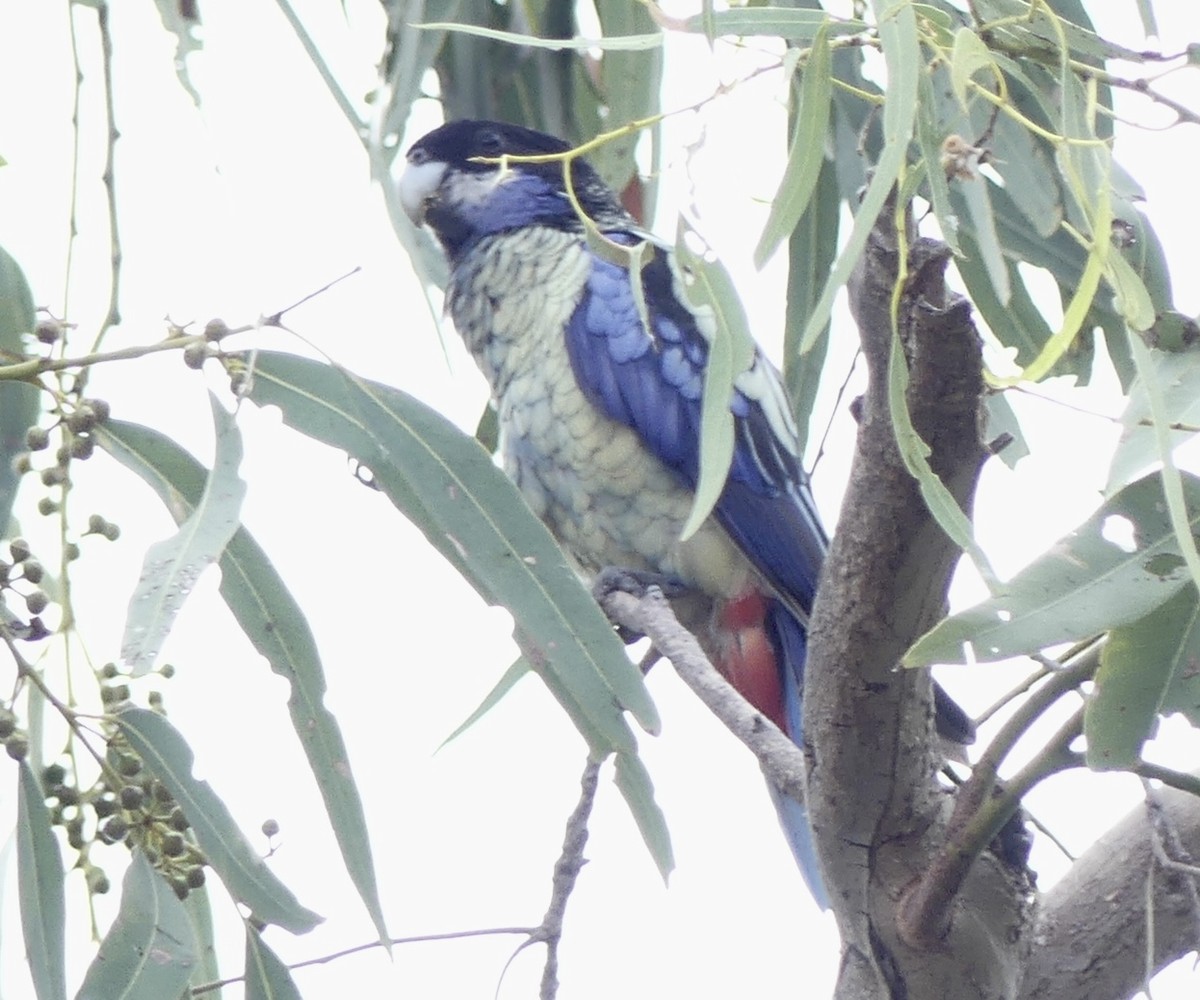 Northern Rosella - ML641548988