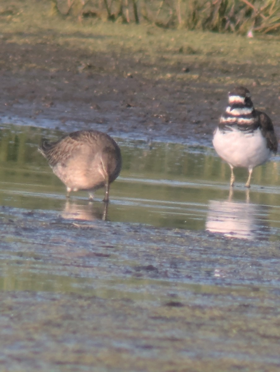 Long-billed Dowitcher - ML641548991