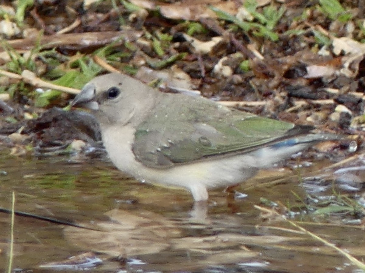 コキンチョウ - ML641549011