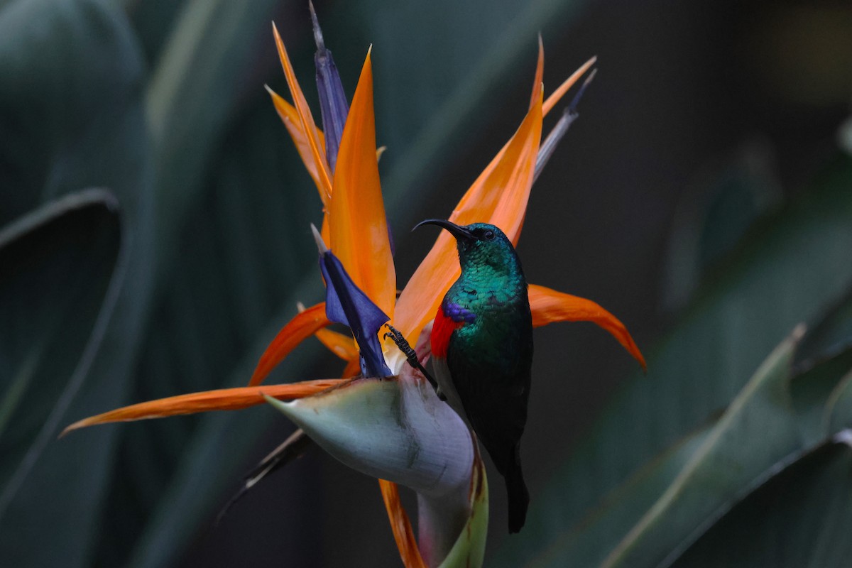 Greater Double-collared Sunbird - ML641549013
