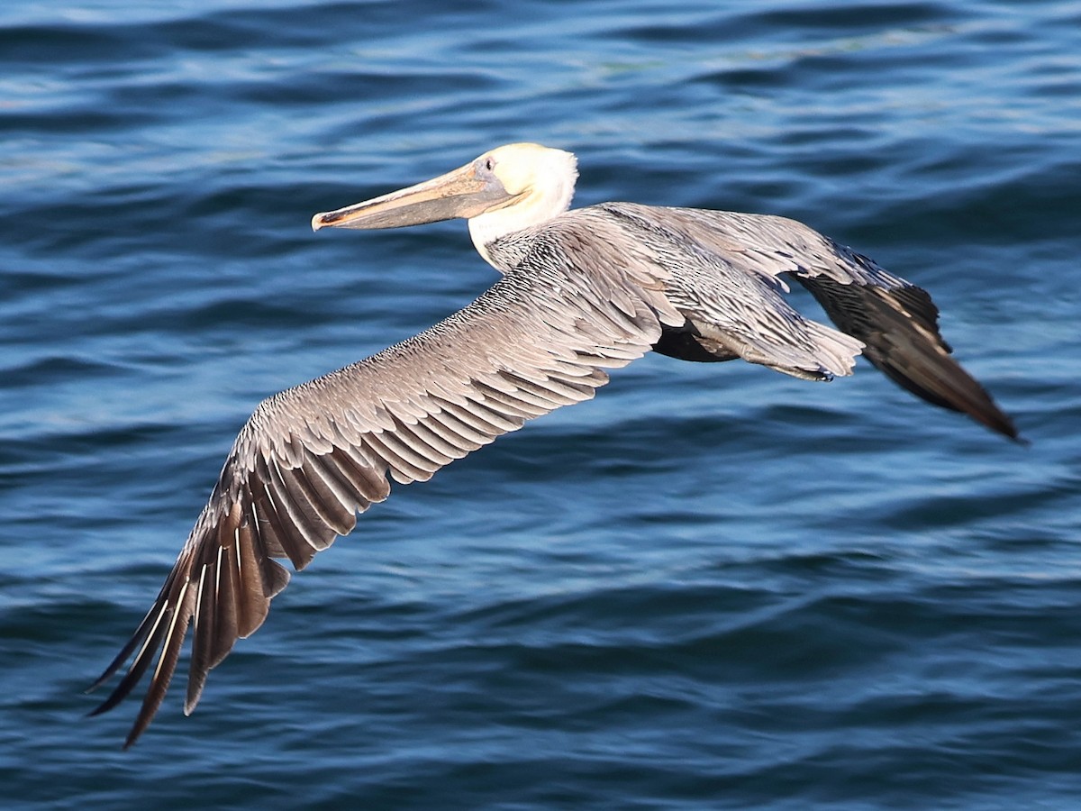 Brown Pelican - ML641549020