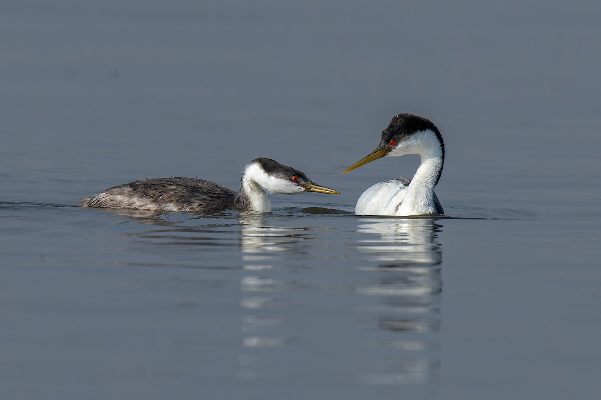 Western Grebe - ML641549030
