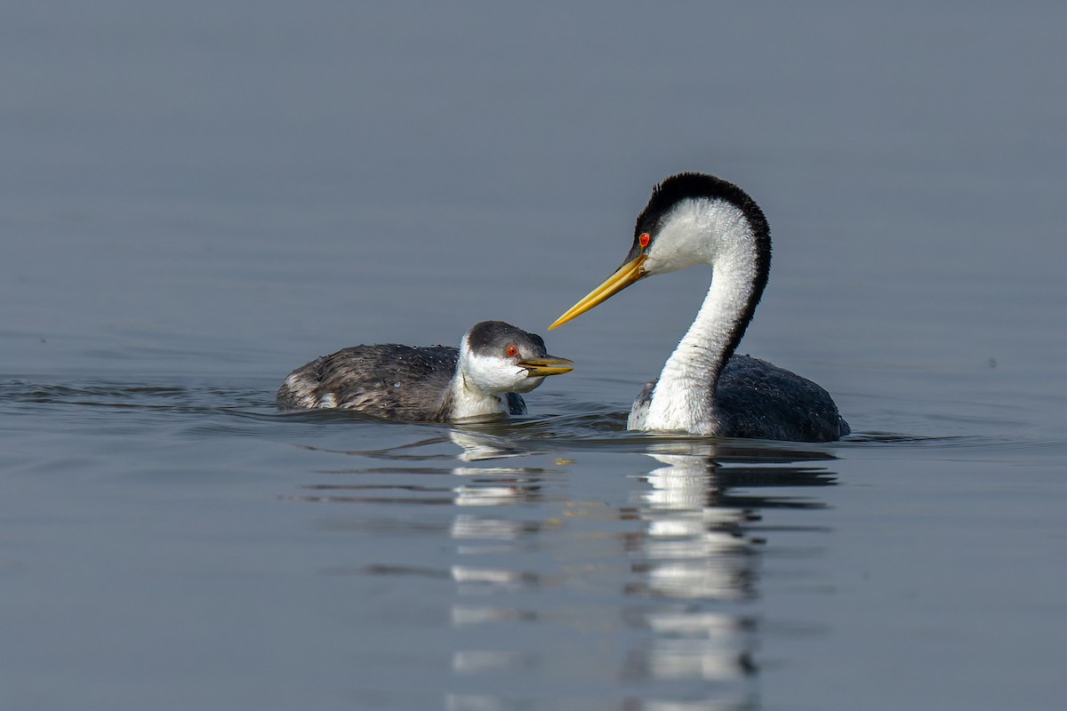 Western Grebe - ML641549031