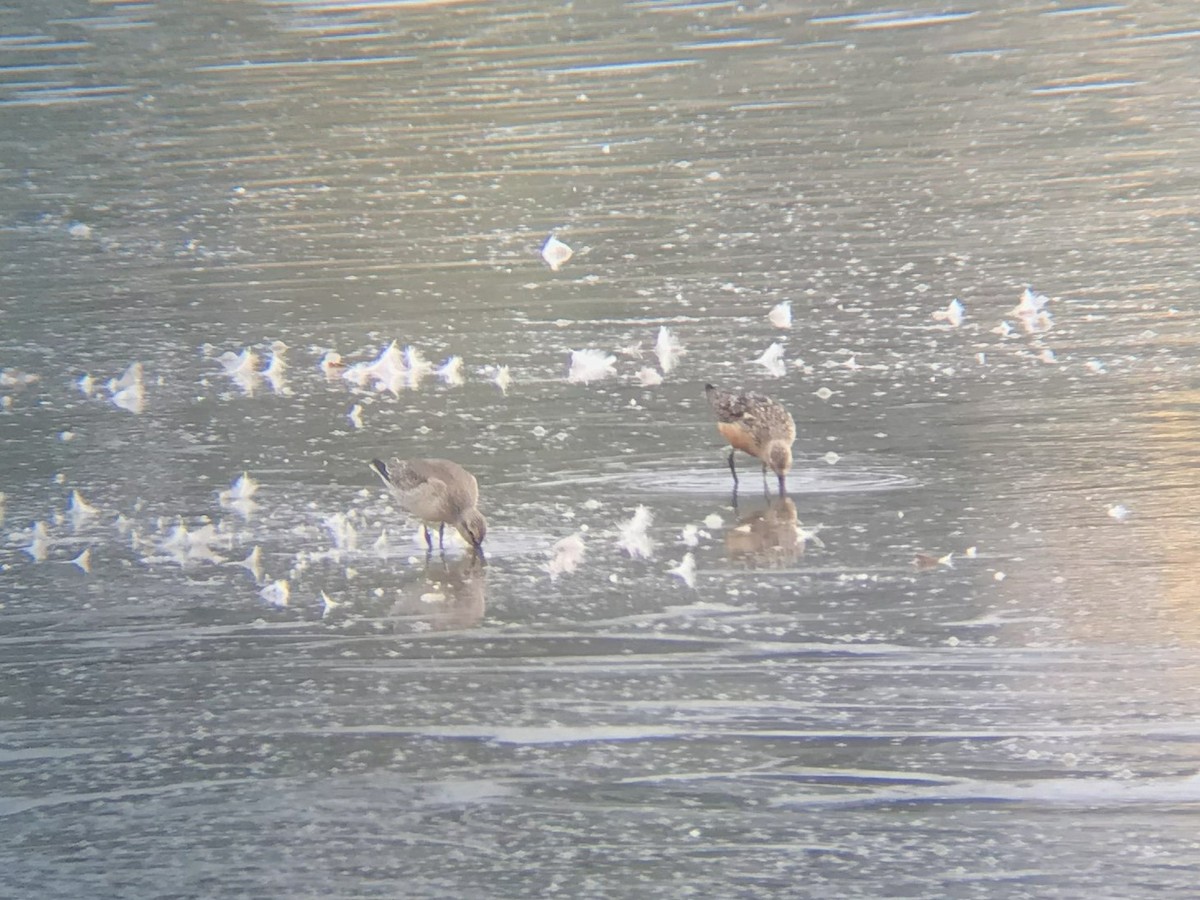 Red Knot - ML641549039