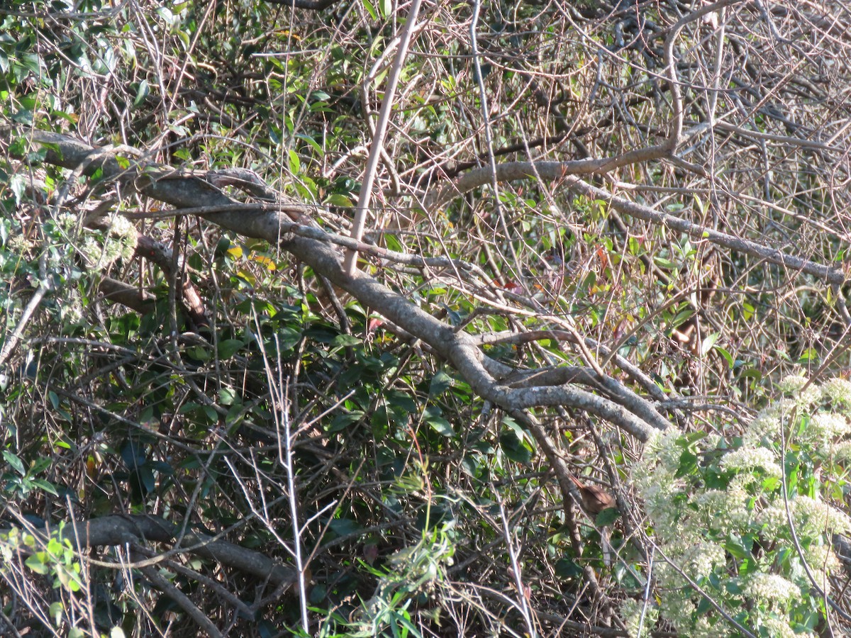 Sharp-billed Canastero - ML641549048