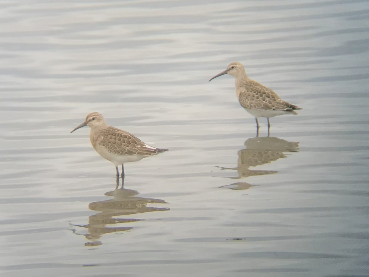 Curlew Sandpiper - ML641549054