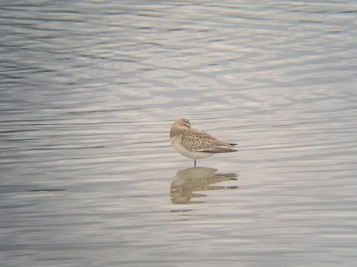 Curlew Sandpiper - ML641549055