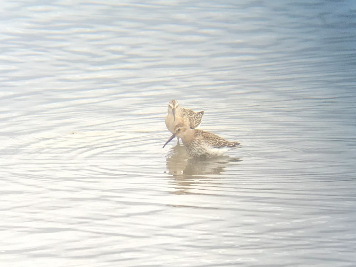 Dunlin - ML641549062