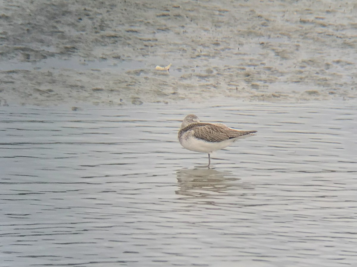 Common Greenshank - ML641549070