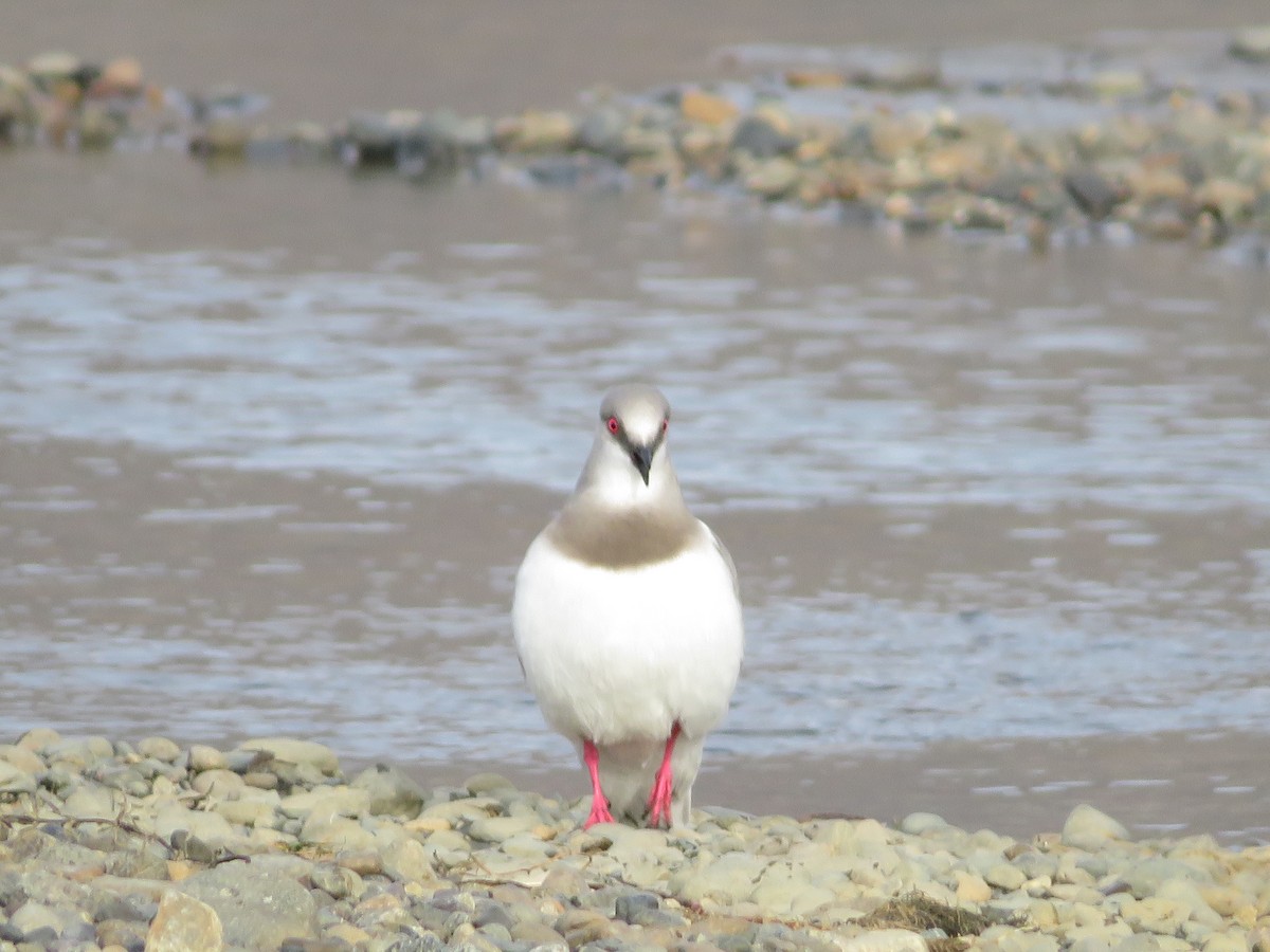 Magellanic Plover - ML641549125
