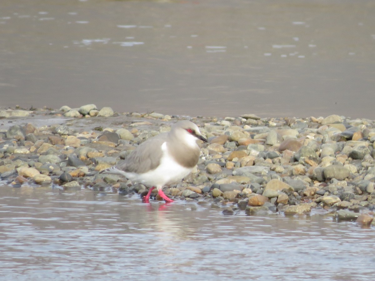 Magellanic Plover - ML641549126