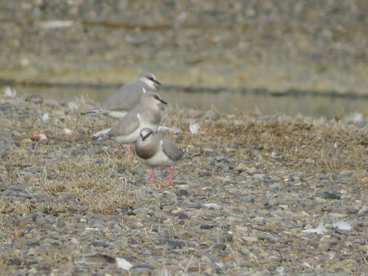 Magellanic Plover - ML641549127