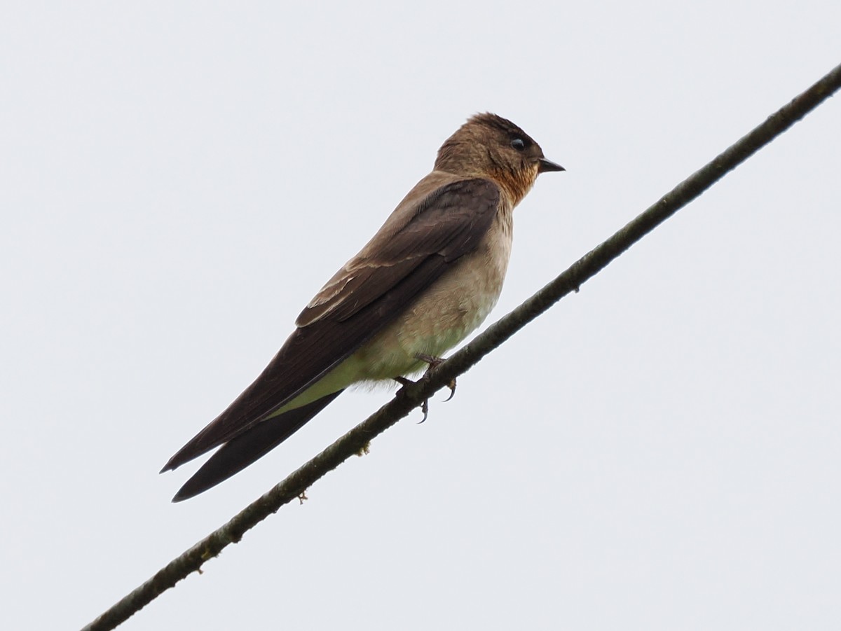 Golondrina Gorjirrufa - ML641549163