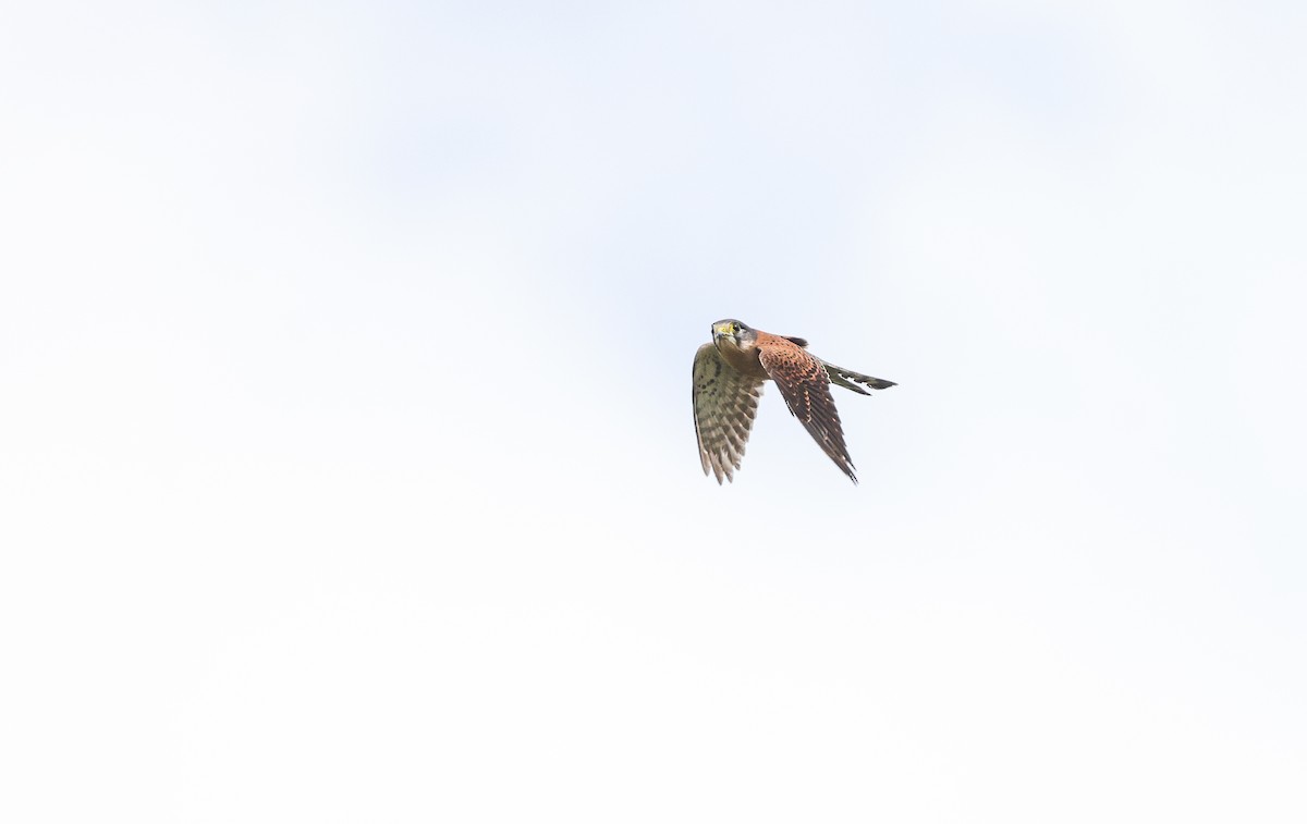 Seychelles Kestrel - ML641549189