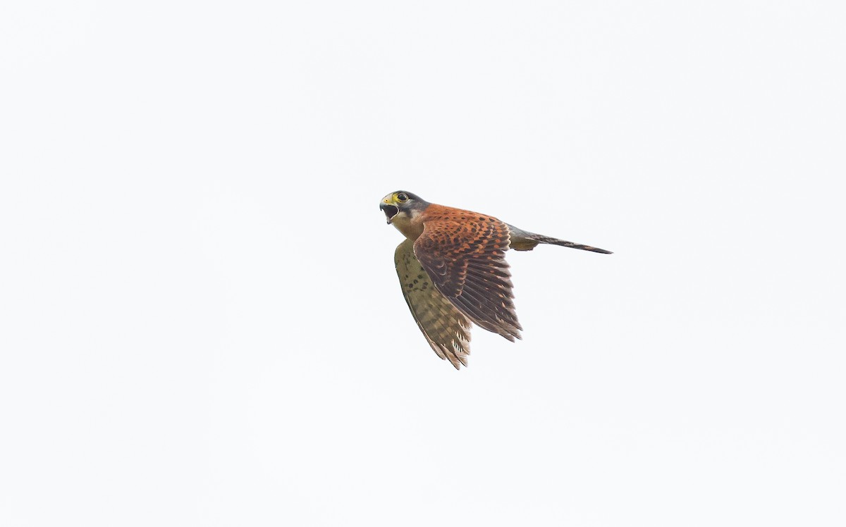 Seychelles Kestrel - ML641549191