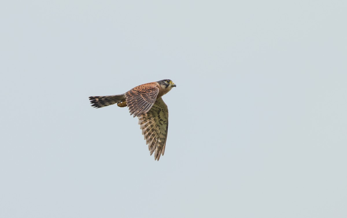 Seychelles Kestrel - ML641549192