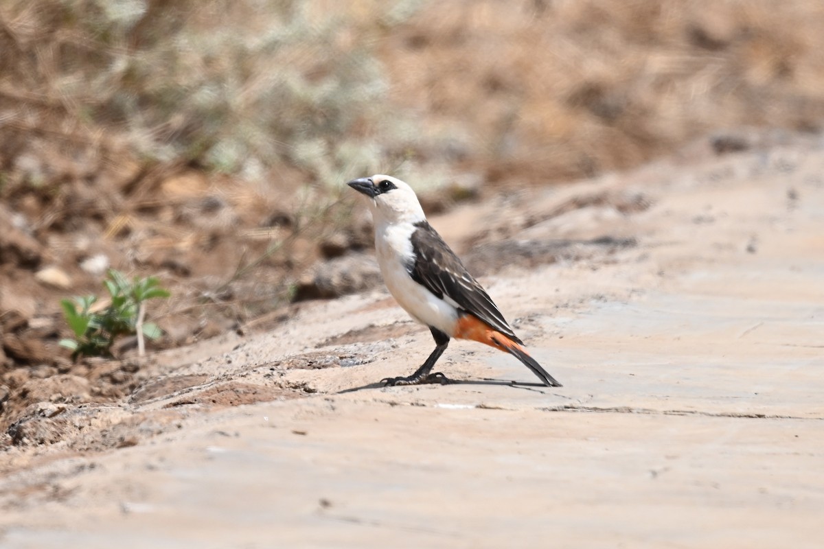 White-headed Buffalo-Weaver - ML641549195