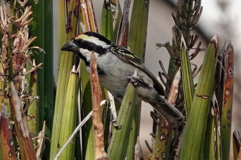 Rotstirn-Bartvogel - ML641549232
