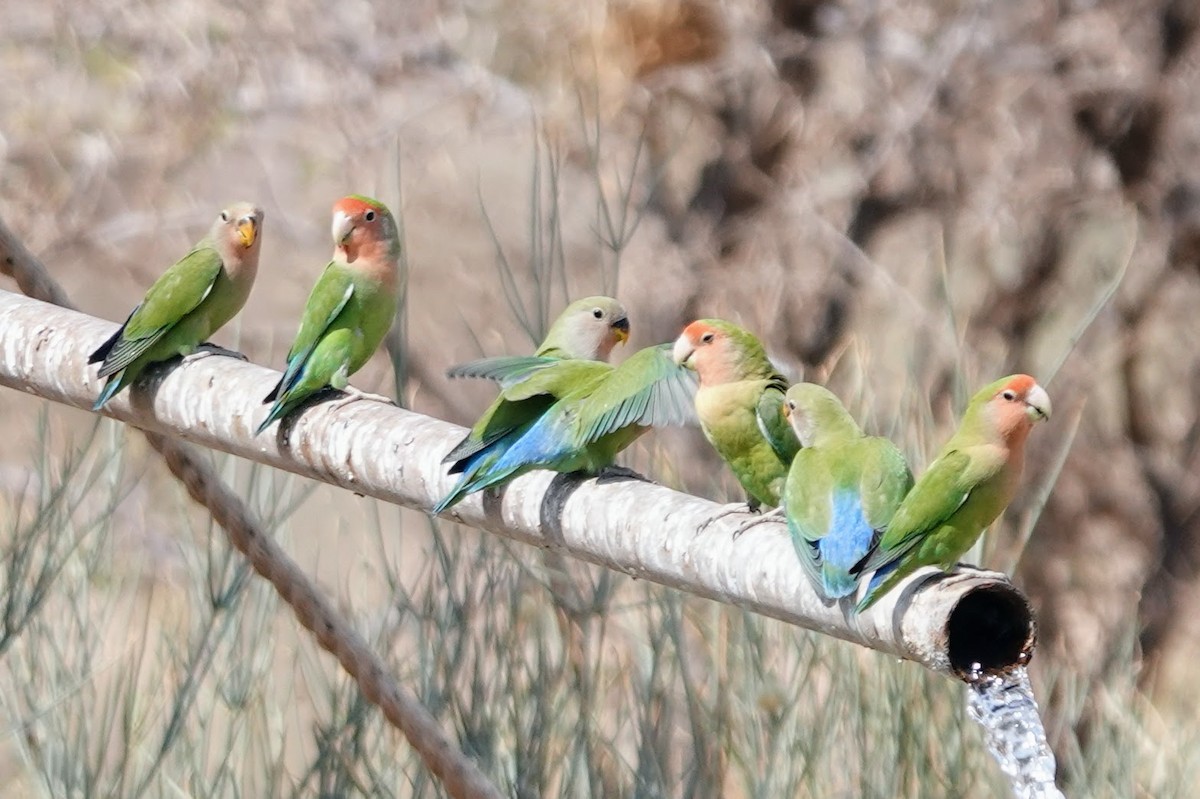 Rosy-faced Lovebird - ML641549239