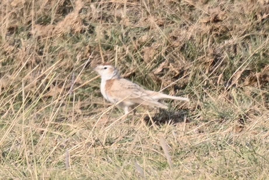 アフリカヒメコウテンシ - ML641549266