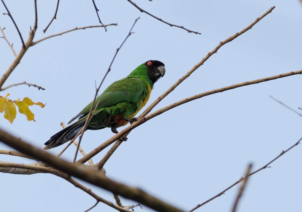 Masked Shining-Parrot - ML641549282