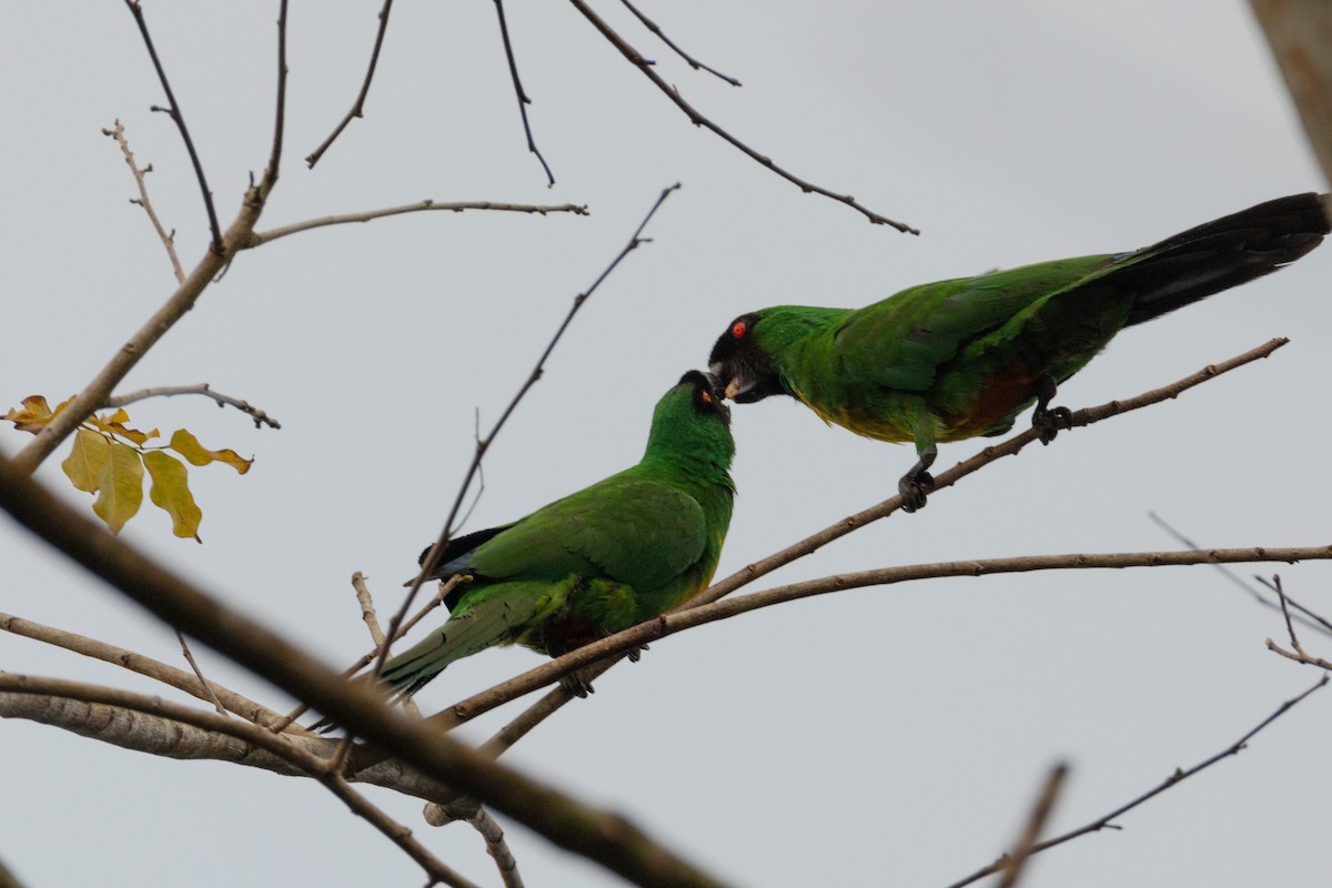 Masked Shining-Parrot - ML641549283