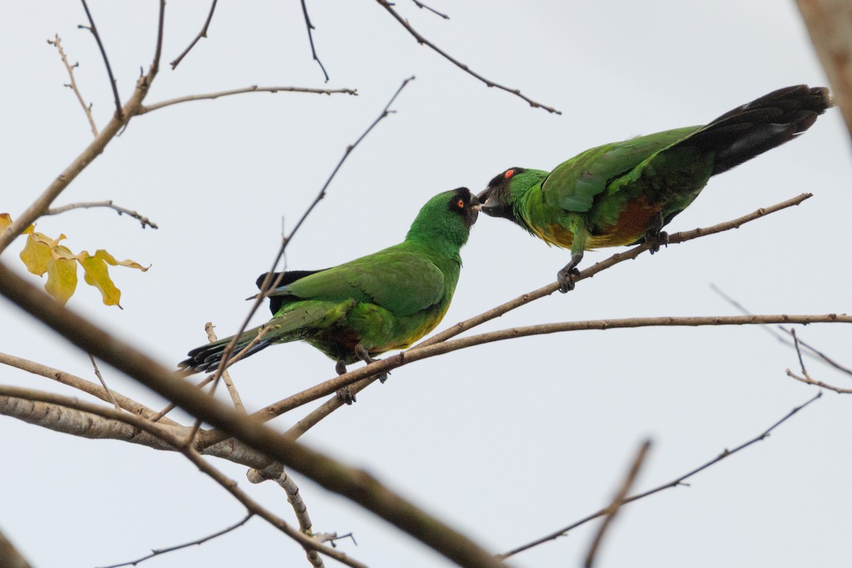 Masked Shining-Parrot - ML641549284