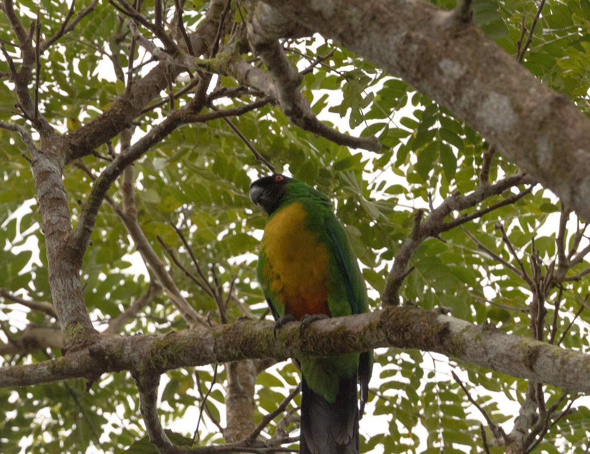 Masked Shining-Parrot - ML641549285