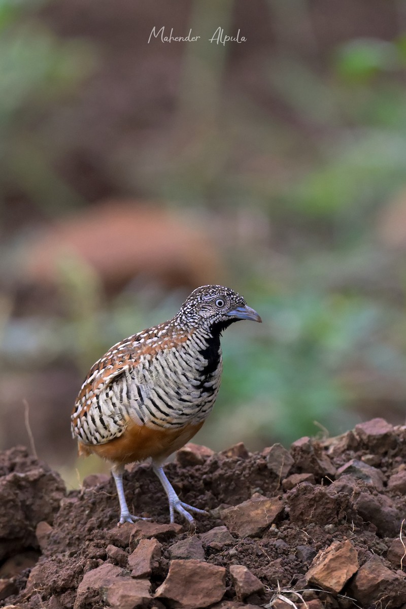 Barred Buttonquail - ML641549364